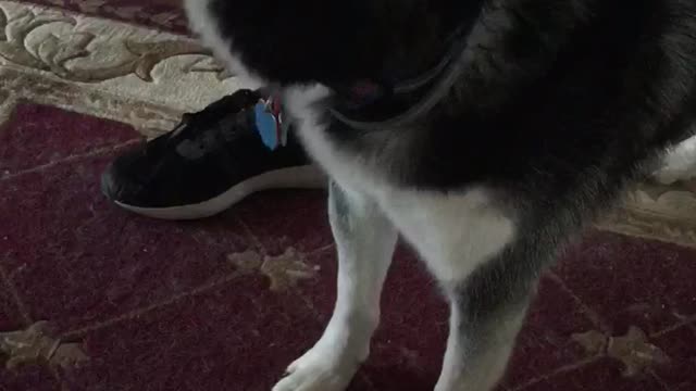 Playful growling Husky says I Love You to his brother