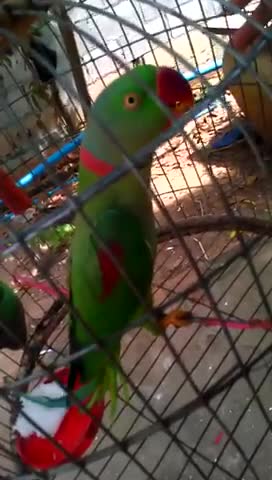 comedian parrot loves to imitate fozzie bear of muppets fame ❤️️