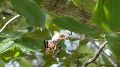 Spider gets its dinner