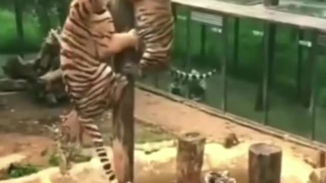 Tigers can climb too