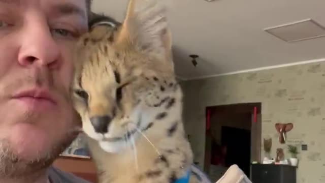 Savannah Cat Is a Real Sweetheart