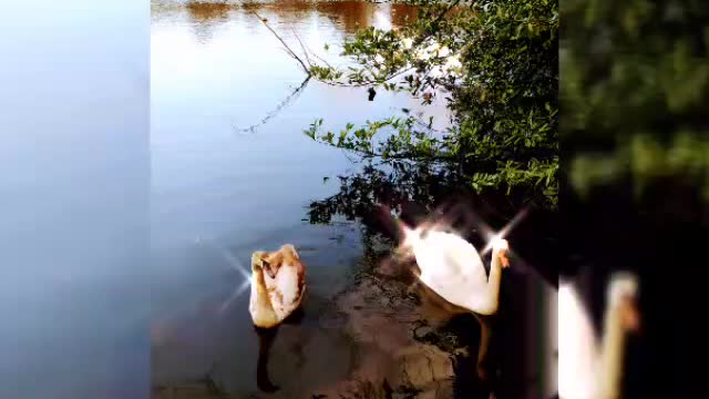 Gorgeous swans