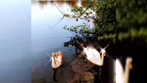 Gorgeous swans
