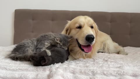 What does a Kitten do when It Finds a Golden Retriever with Another Kitten