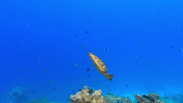 The agile movement of a green turtle while swimming in the water