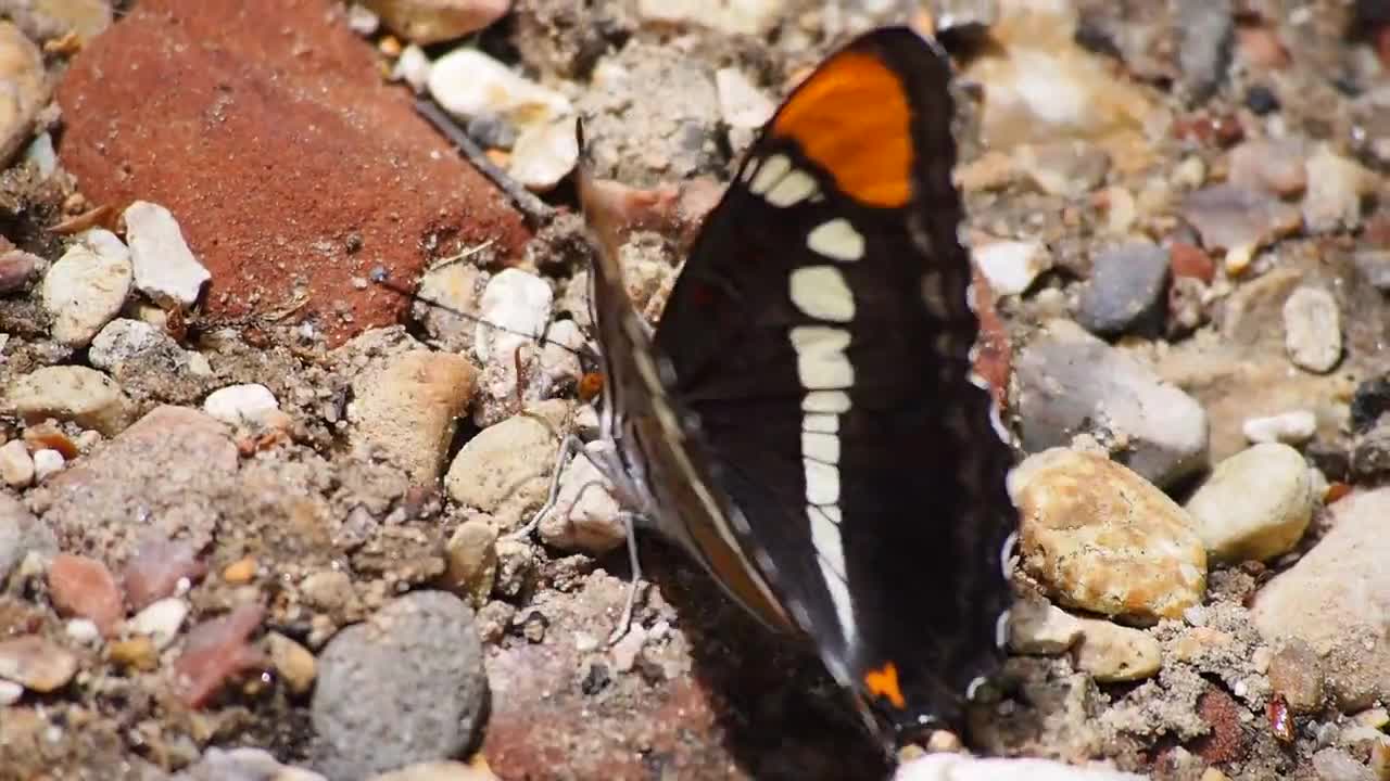 Butterfly Black