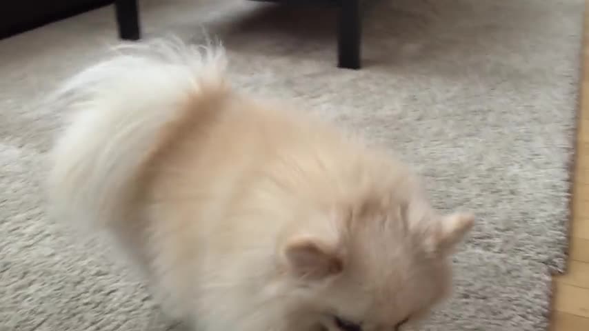 Cute dog play with yellow ball Pomeranian Mr Spock