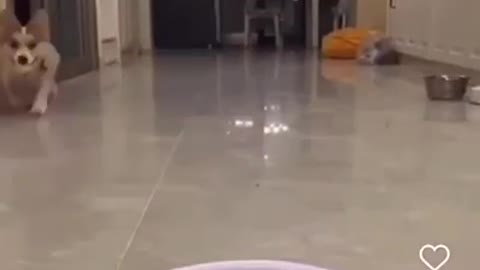 funny animals #11