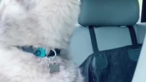 Funny Dogs Singing