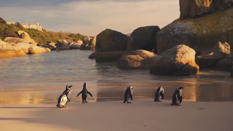 A Cute Penguins on the Beach