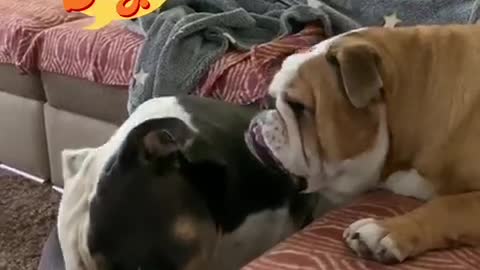 True bulldog love