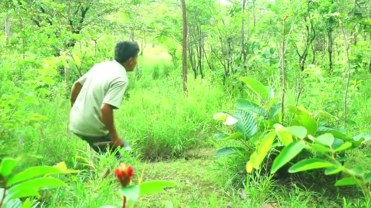 Man finds parrot in a high tree hole- Parrots nest in trees-​ Cut holes to get parrots in the nest_p