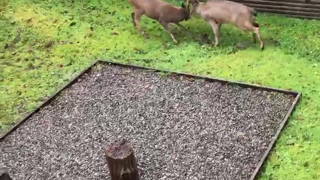 Bucks Tear up Backyard During Scuffle