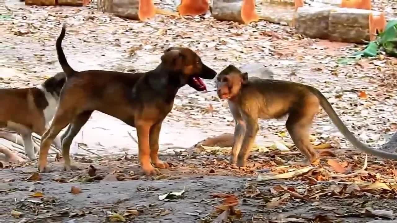 STRANG ! UNBELIVEABLE monkey feeling with dog .