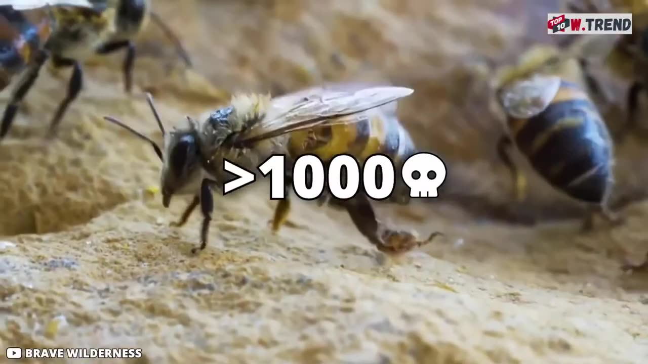 10 most dangerous bugs in the world