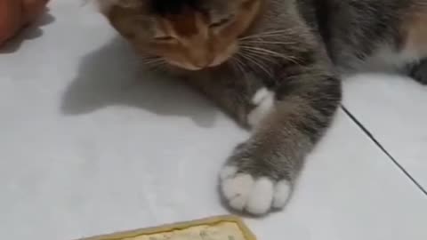 Cute Kitty Plays With Coin!!