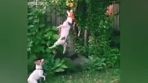 funny videos animals- dog- monkey videos