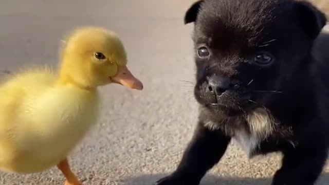 duckling and dog