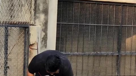 Bangal tiger