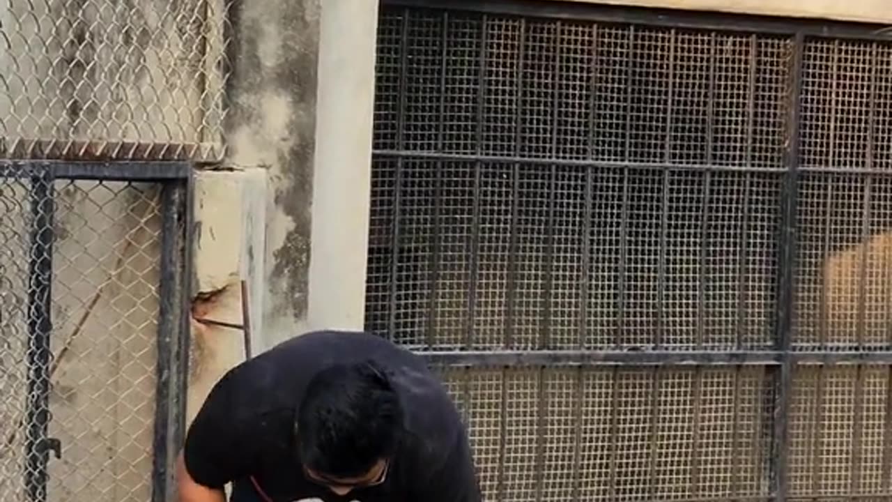 Bangal tiger