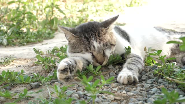 cat and grass