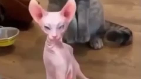 cat dance