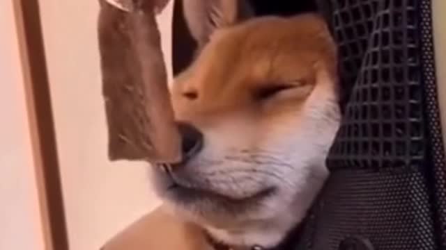 Sleeping dog's funny reaction to the food