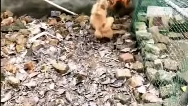 funny animal videos