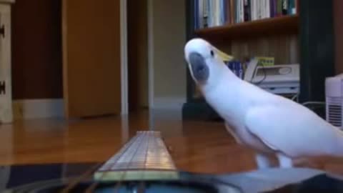 Watch this talented parrot , playing with a guitar like a professional person🤩👇