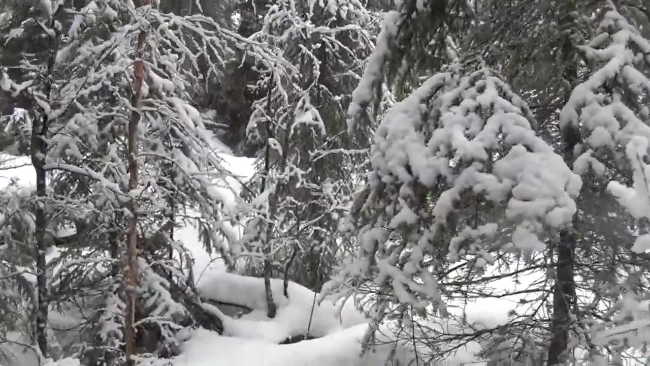 Bigfoot Sighting Near Banff National Park (Video Two)