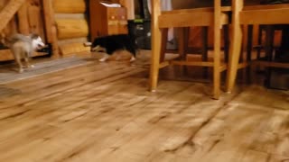 Coco and Nash under the tables - North Carolina