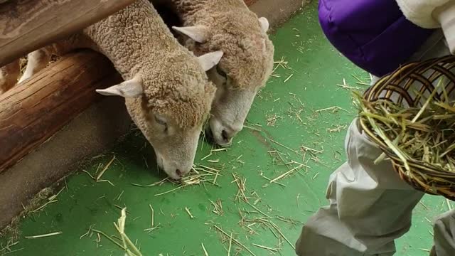 children feeding sheep