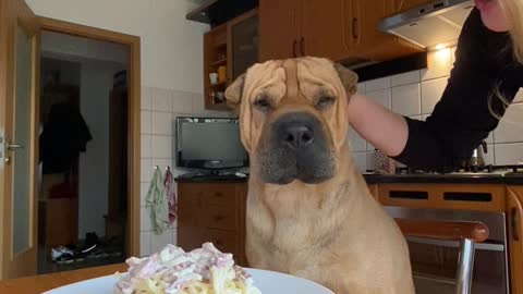 Patient Doggy Waits for Permission to Eat Pasta