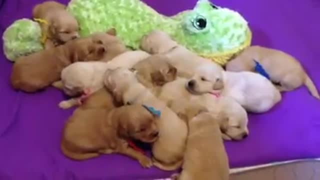 Litter of puppies adorably sing in unison