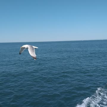 Sea gull.