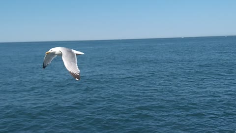 Sea gull.