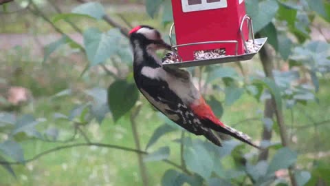 A bird eats while it is hanging on the food