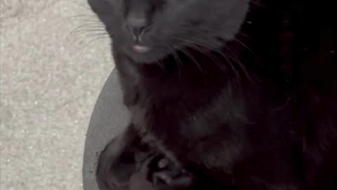 Adopting a Cat from a Shelter Vlog - Cute Precious Piper is Ready to Be an Office Manager #shorts