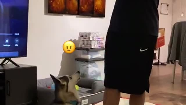 Sapphie the Pomsky reacts to the owner pretending he is not there