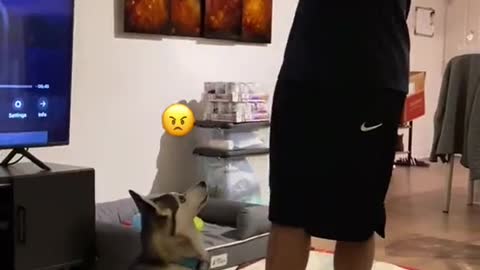 Sapphie the Pomsky reacts to the owner pretending he is not there