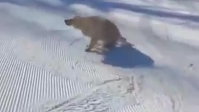 Happy dog sliders down ski slope