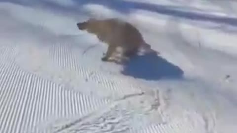 Happy dog sliders down ski slope