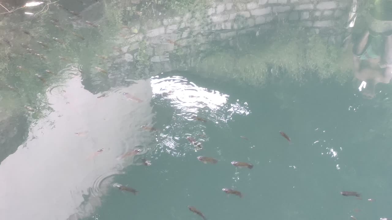 Fish new video