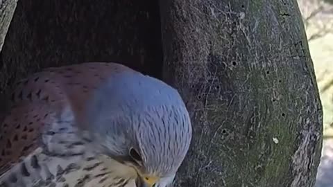 South Africa Forest Birds with His 🥚🥚🥚🥚