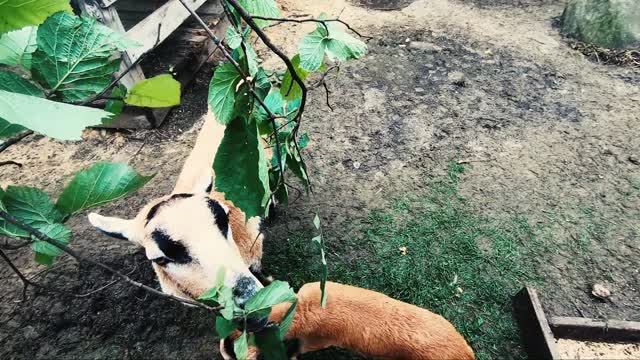 Baby goat wants to eat