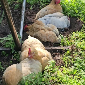 OMC! Row of dirty dirt bathing chickens - Whitey & friends demonstrate expert relaxation technique!