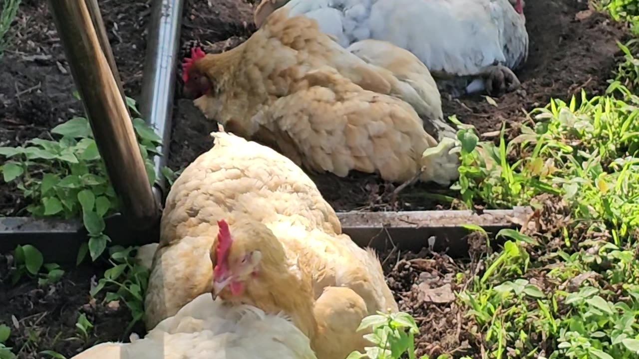 OMC! Row of dirty dirt bathing chickens - Whitey & friends demonstrate expert relaxation technique!