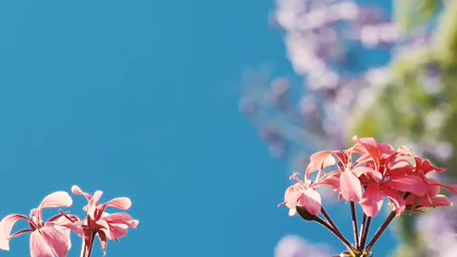 Small pink flowers