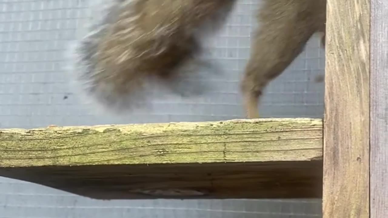 FUNNY animal 😺