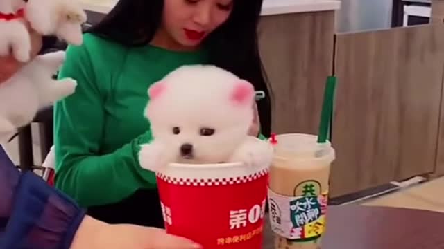 Baby Dog